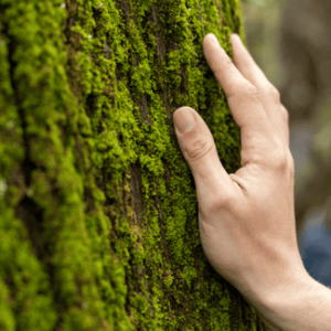 Con el cálculo de la huella de carbono podrás obtener tu sello que certifica el ahorro, además de múltiples beneficios ambientales y empresariales