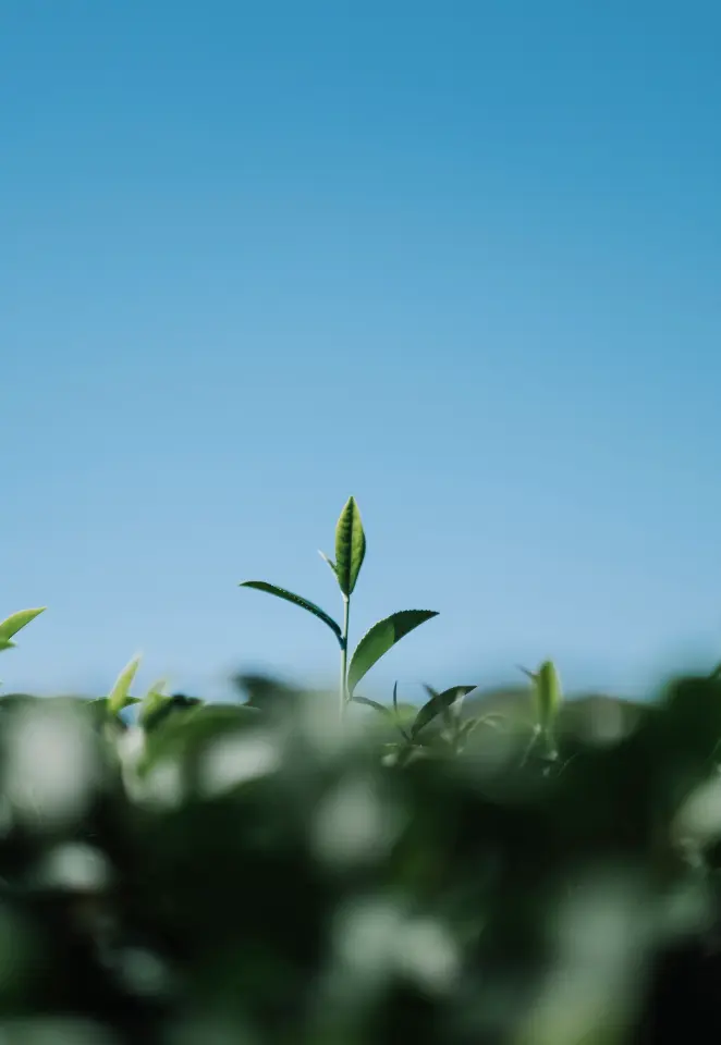 marco-futuro-sostenible-GHG-protocol